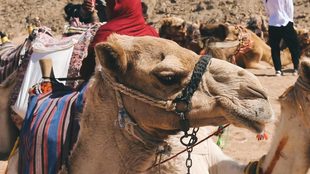 Unforgettable Desert Safari with Traditional Bedouin BBQ