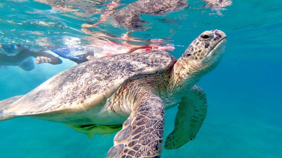 A Day in the Aquatic Paradise: Abu Dabbab - Marsa Alam 7