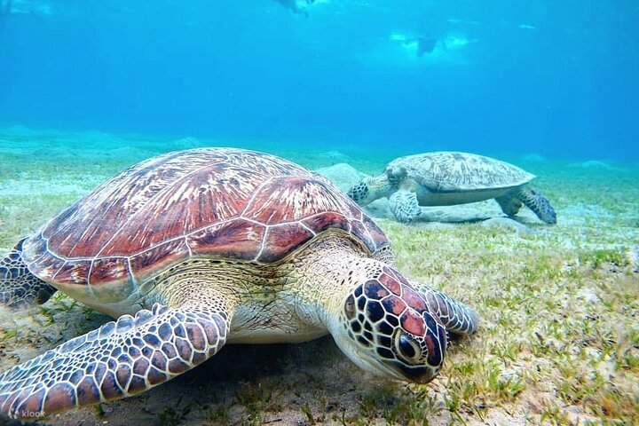 A Day in the Aquatic Paradise: Abu Dabbab - Marsa Alam 2