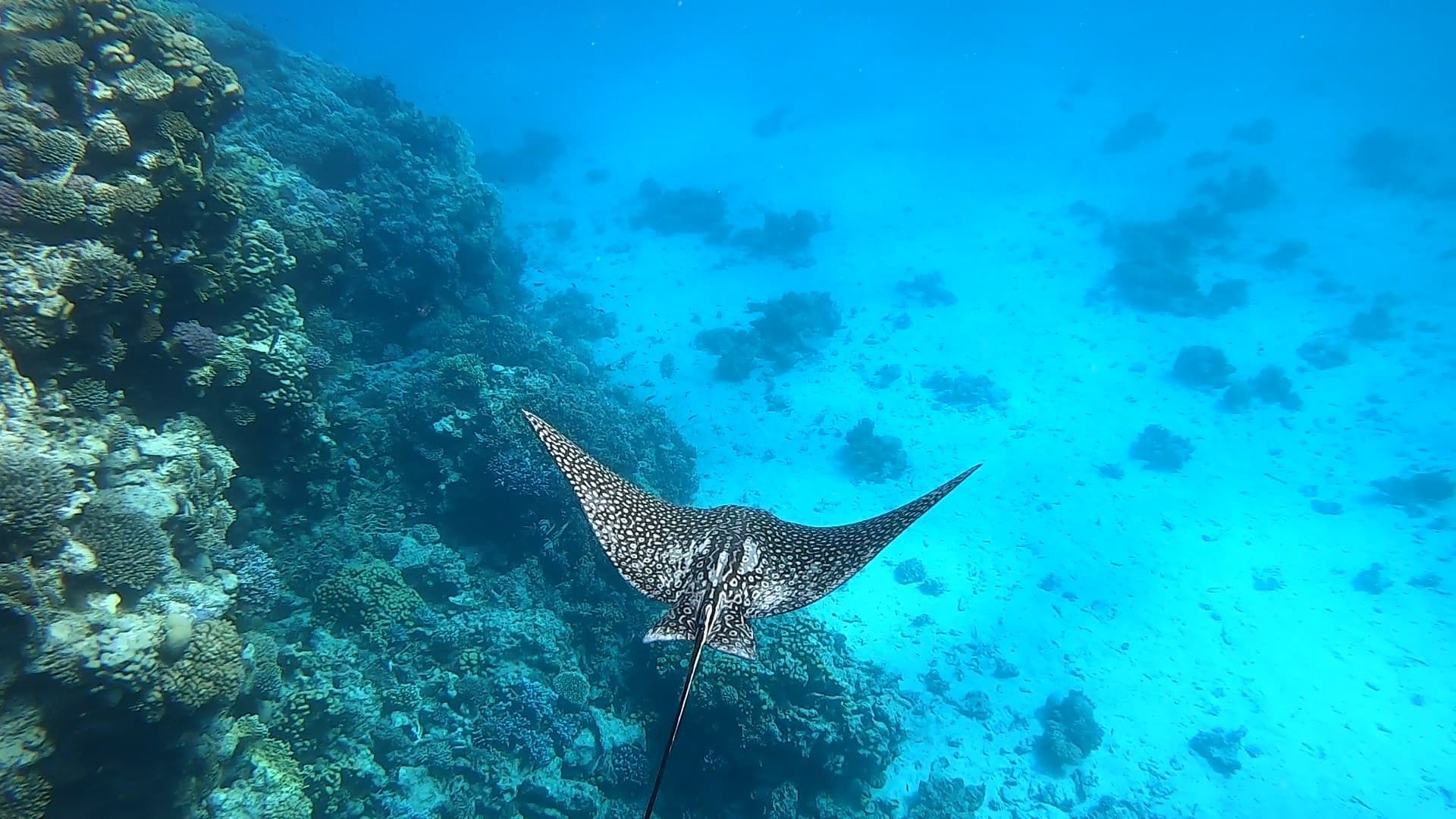 A Day in the Aquatic Paradise: Abu Dabbab - Marsa Alam 5