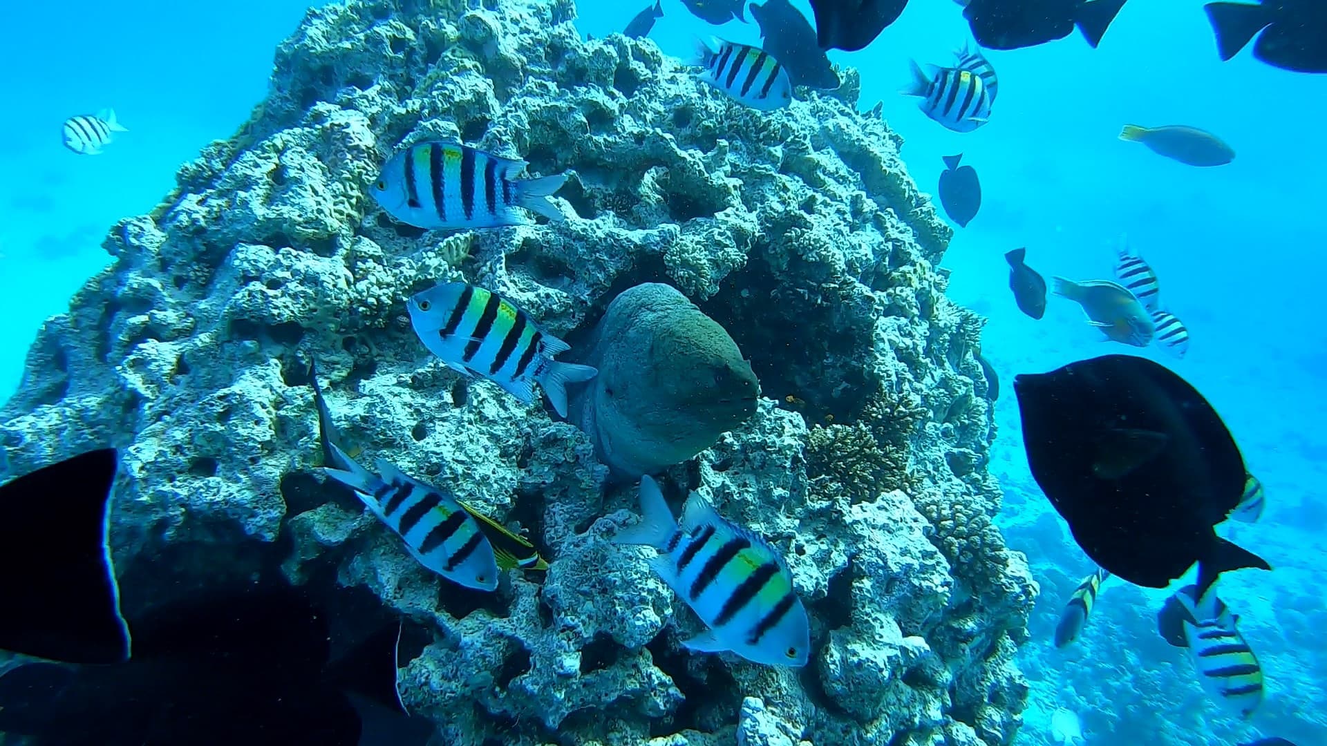 Vip Diving Trip 6