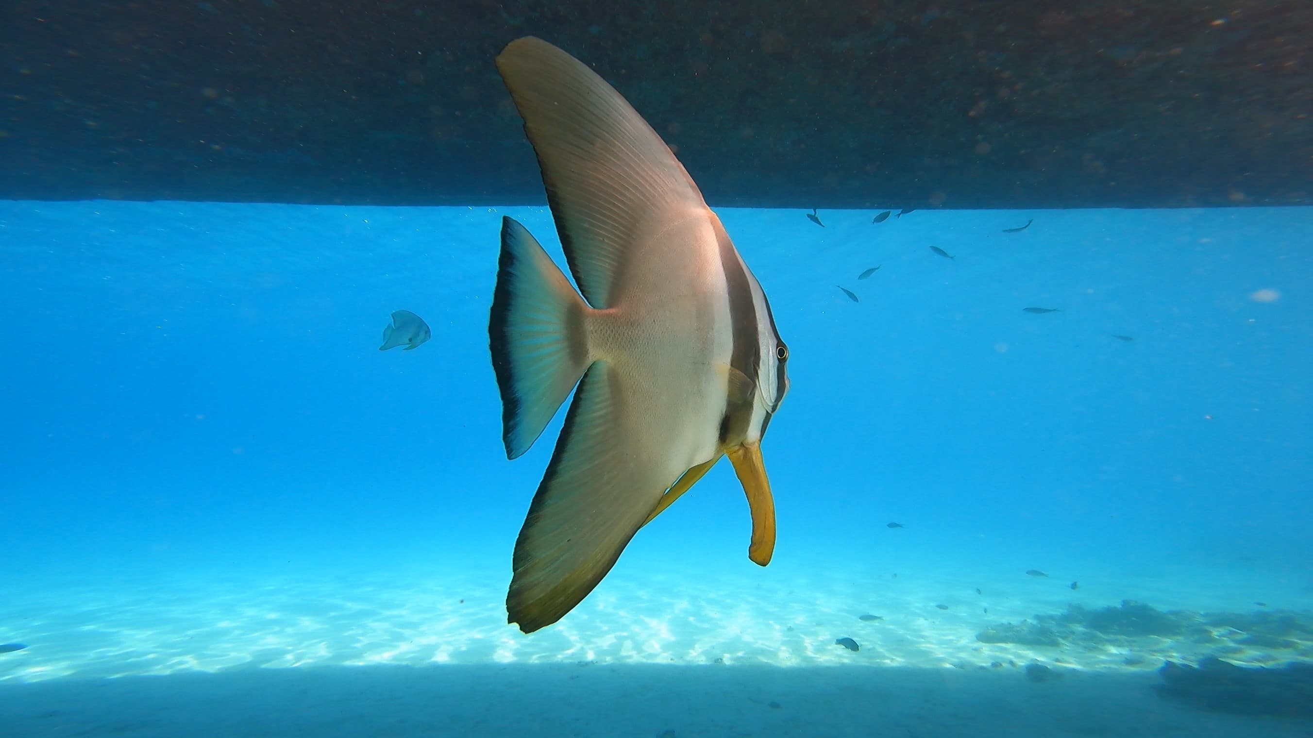 Vip Diving Trip 5