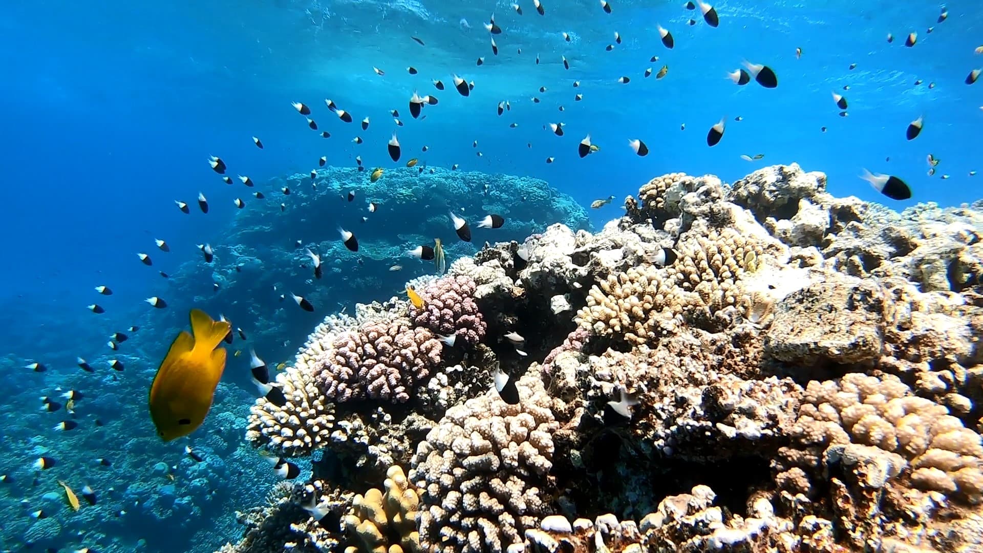 Hurghada Snorkeling Tour 2