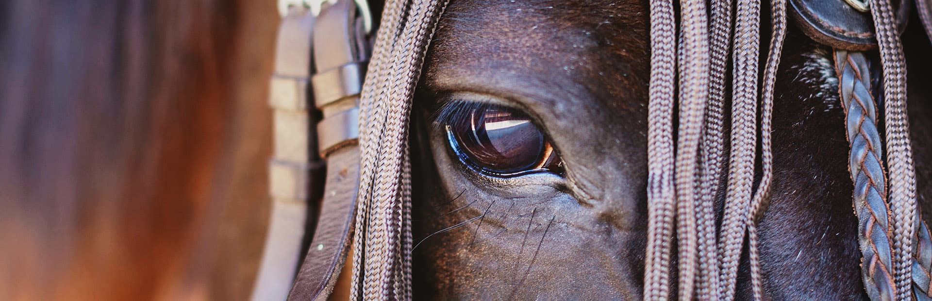 Golden Sunset Horse Riding in El Gouna & A Magical Desert & Sea Escape 3