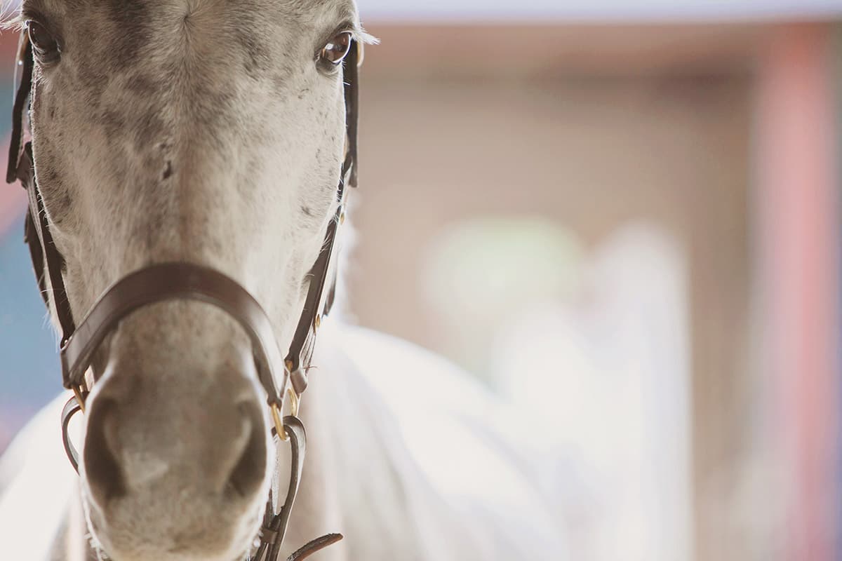 Golden Sunset Horse Riding in El Gouna & A Magical Desert & Sea Escape 5
