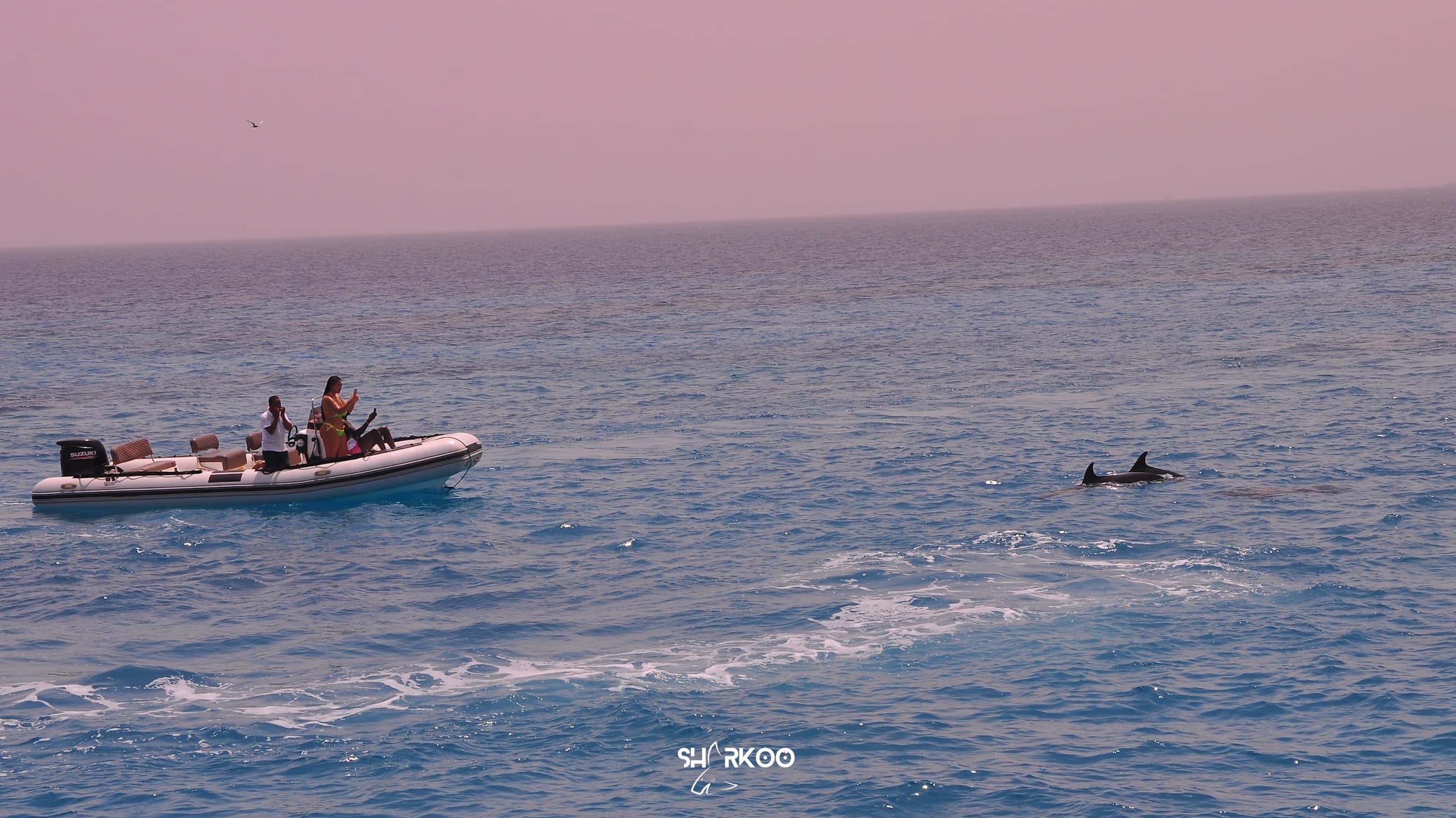 Dugong & Dolphin Watching Cruise 3