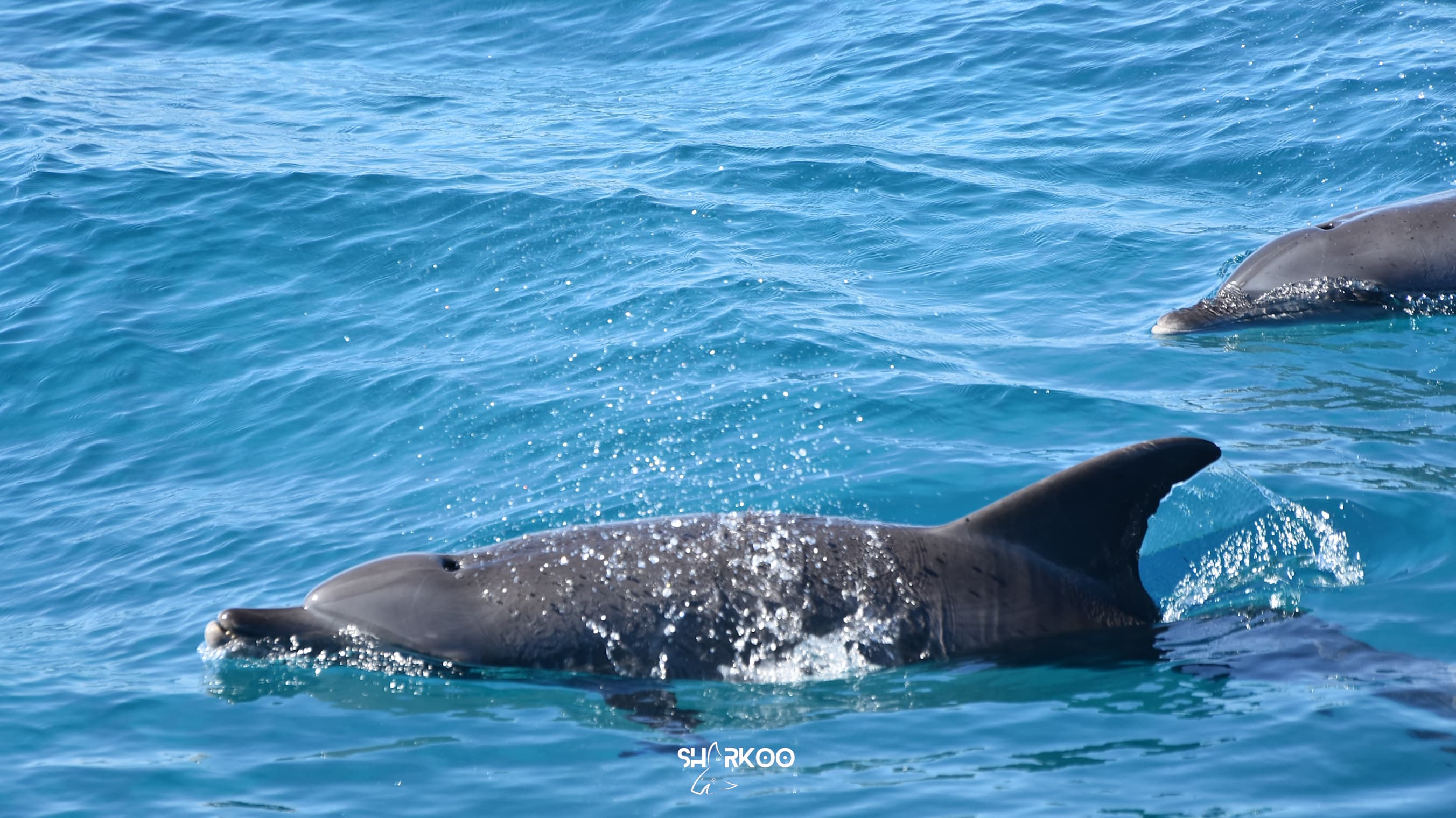 Dugong & Dolphin Watching Cruise 4