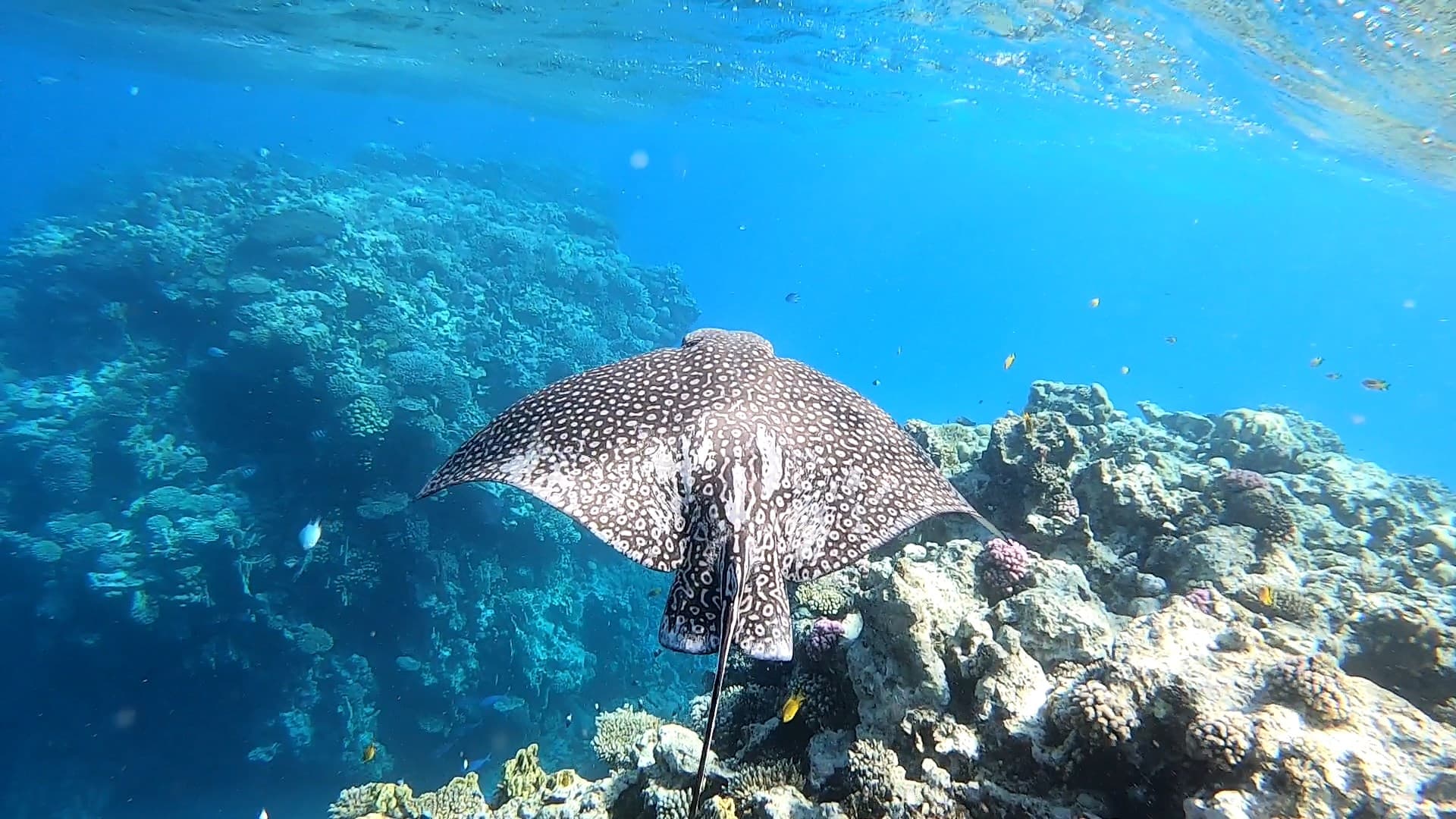 Dugong & Dolphin Watching Cruise 2