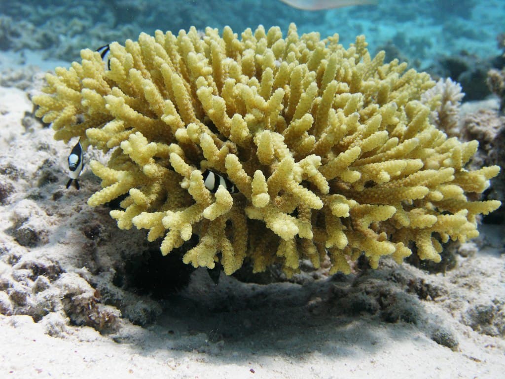 Exclusive Snorkeling Excursion