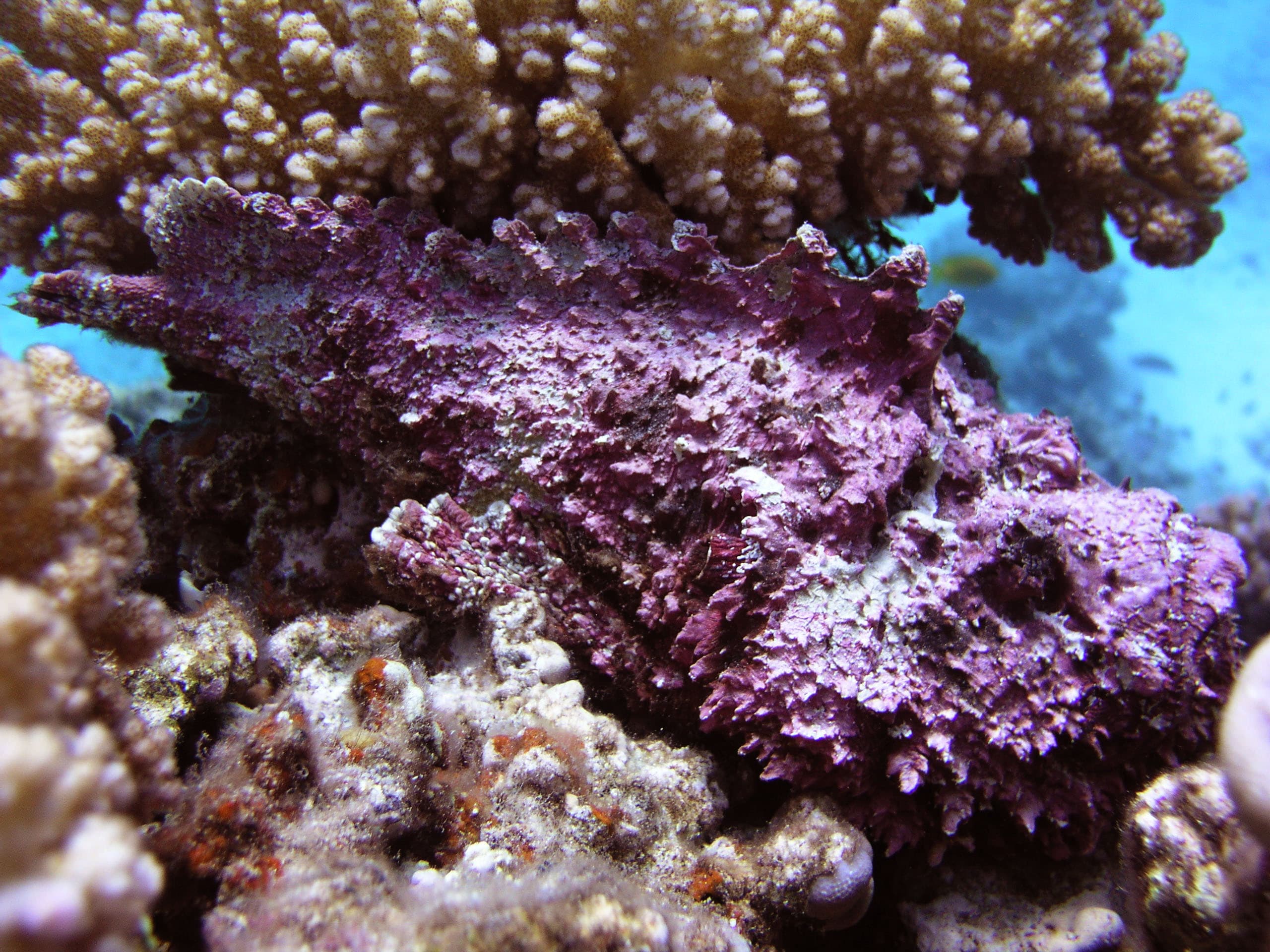 Exclusive Snorkeling Excursion 2