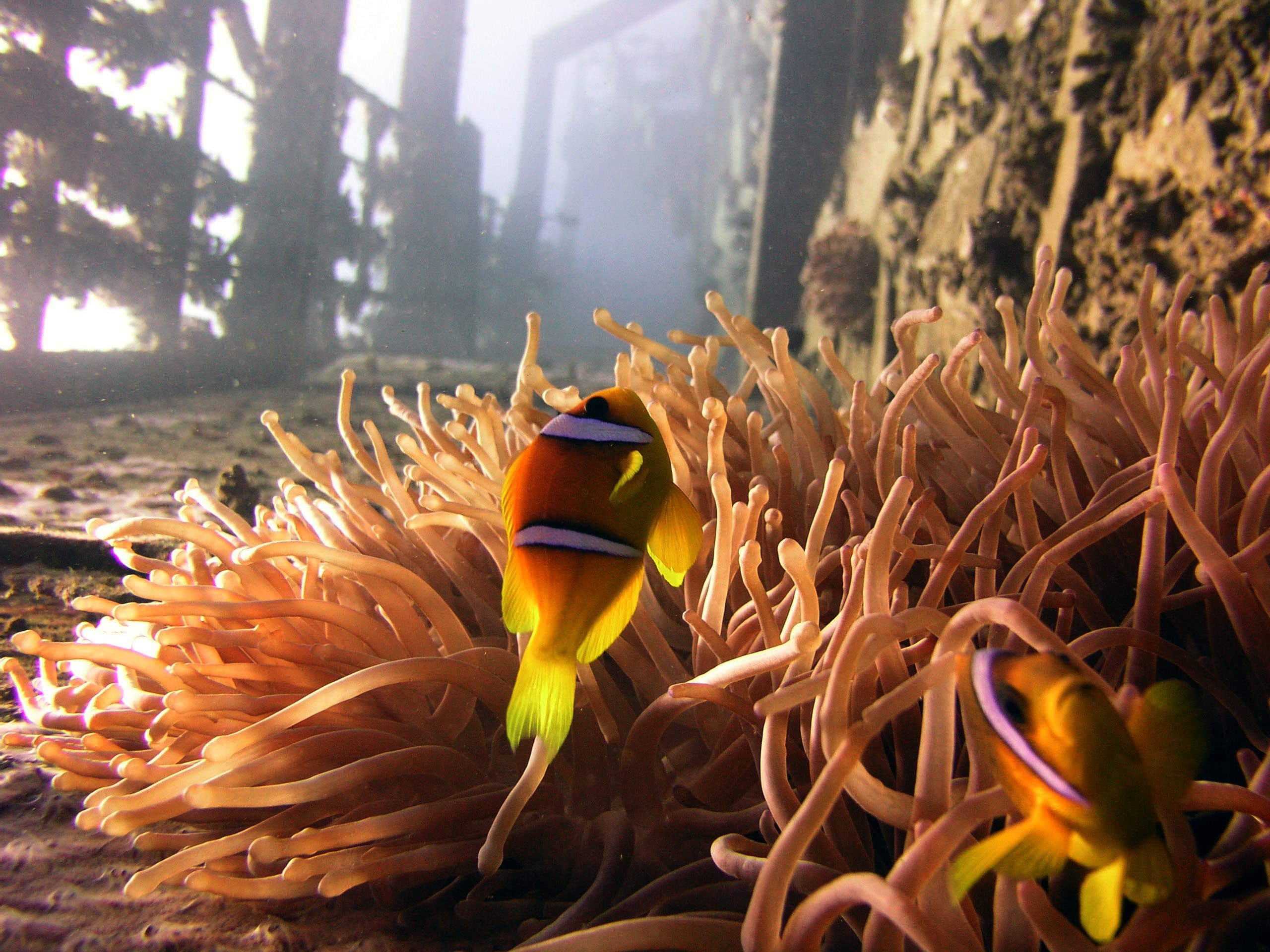 Exclusive Snorkeling Excursion 4