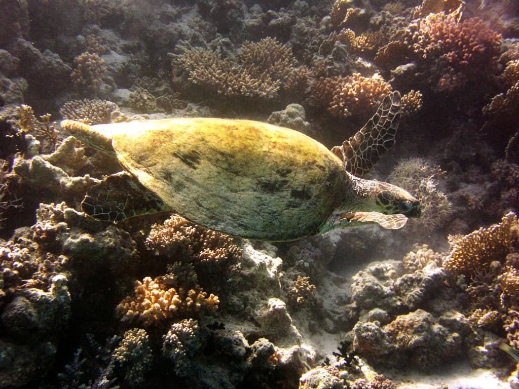 Exclusive Snorkeling Excursion 8