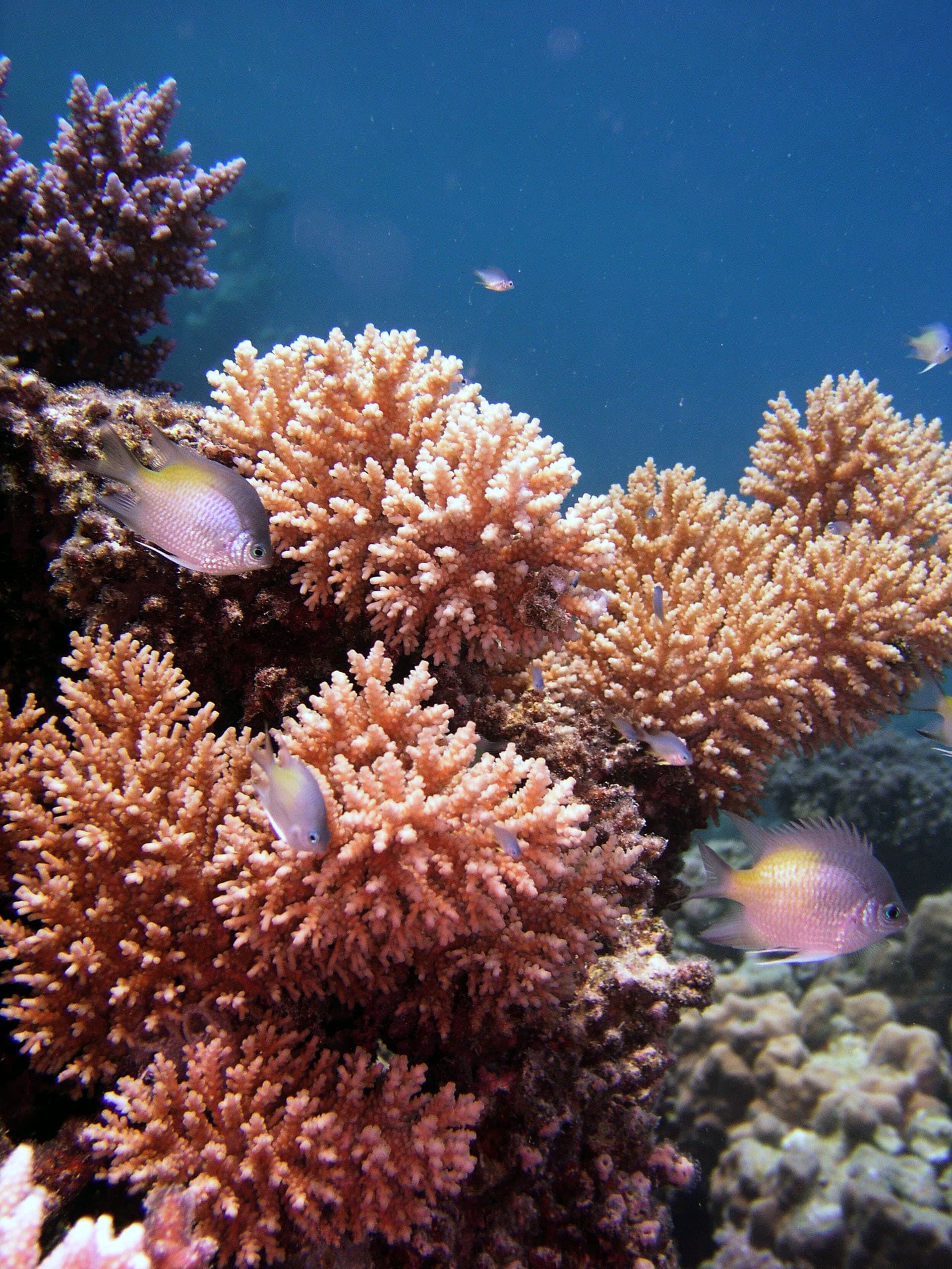 Exclusive Snorkeling Excursion 3