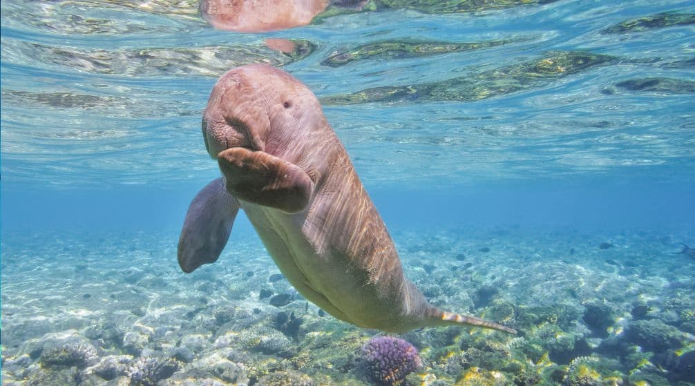 Marsa Allam's Dugongs: A Rare Wildlife Encounter