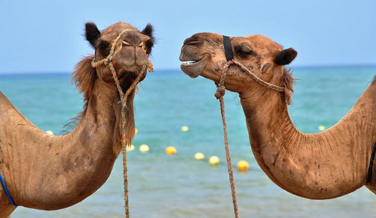 Wadi El Gemal National Park Safari